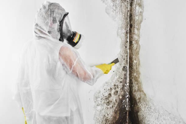 Best Industrial Mold Remediation in Freer, TX