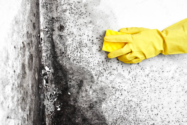 Best Basement Mold Remediation in Freer, TX