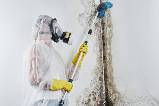 Best Attic Mold Remediation in Freer, TX