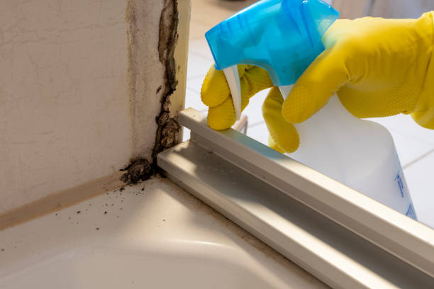Freer, TX Mold Remediation Company