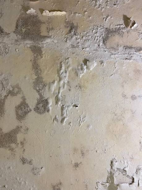 Freer, TX Mold Remediation Company