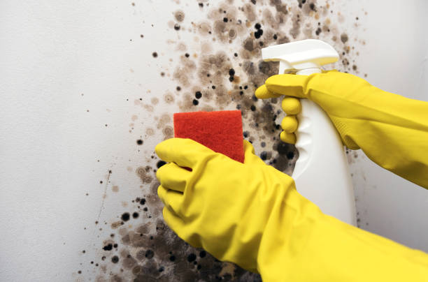 Best Crawl Space Mold Remediation in Freer, TX