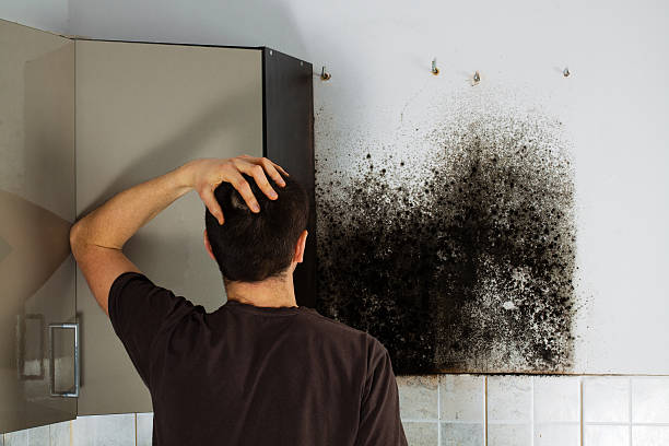 Best DIY Mold Remediation Support Services in Freer, TX