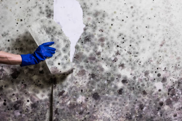 Best Mold Remediation for Specific Building Types in Freer, TX