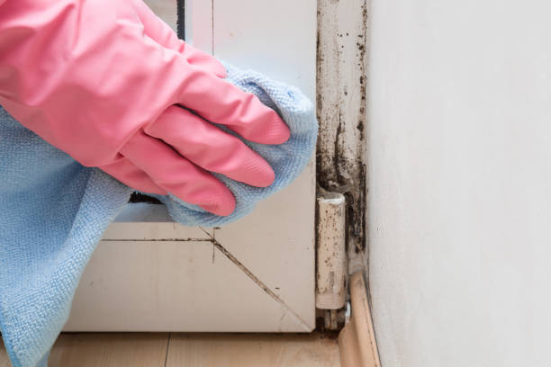 Best HVAC Mold Remediation in Freer, TX
