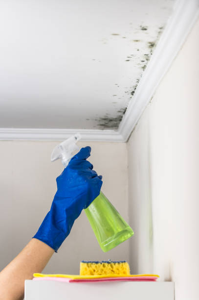 Best Commercial Mold Remediation in Freer, TX